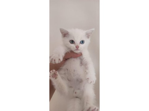Birileri maviş mi dedi british shorthair (beyaz)