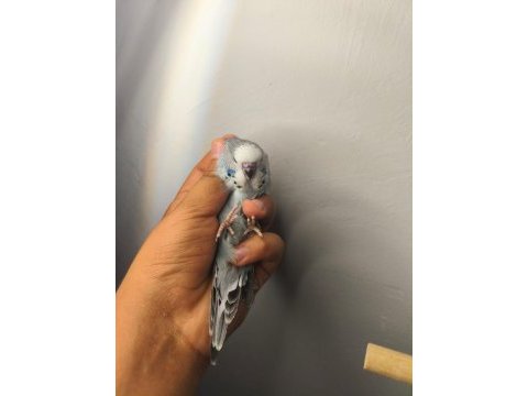 Jumbo yavru muhabbet kuşları
