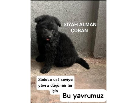 Solid black siyah alman çoban köpeği üst düzey bir yavru