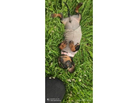 Daschund köpeği
