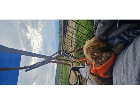 5.5 aylık poodle oğlan