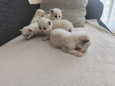 Safkan ragdoll blue bı color 5 adet yavru