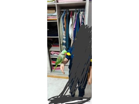 50 günlük jumbo boy erkek alexander elden teslim