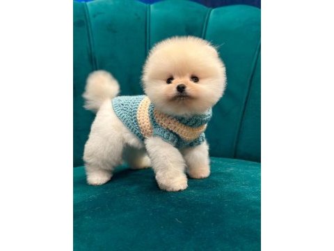 Pomeranian boo yavruları