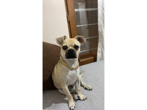 Aşıları tam 7 aylık pug yavrusu