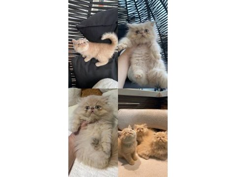 Exotic shorthair - iran persian