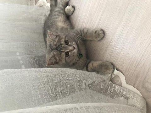 Evcil kedimiz scottish fold
