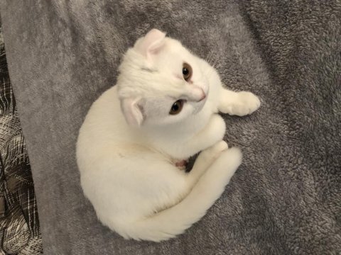 Gayet sağlıklı ve oyuncu scottish fold