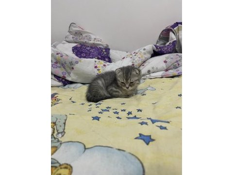 Yavru kedimize yuva arıyoruz scottish fold