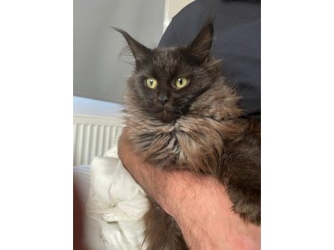 Safkan maine coon 03.03.2025