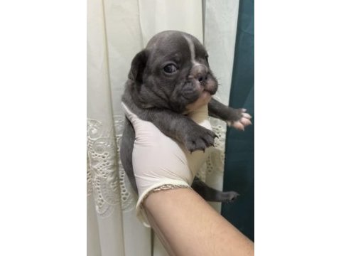 Blue french bulldog bebekler