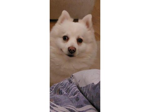 Beyaz volpino köpek ve köyü kahverengi melez kopeğim