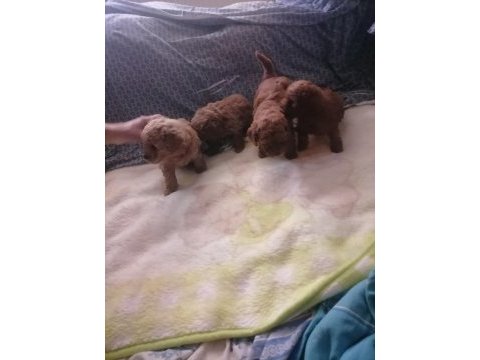 Teacup poodle küçük boy bebeklerim