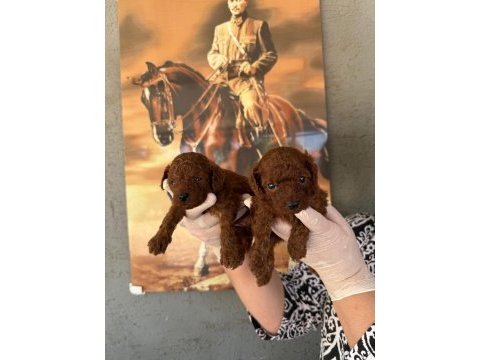 Toy poodle yavrularımız büyüdü