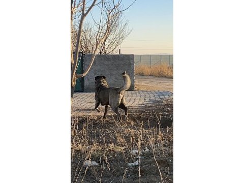 Köpeğimizin bedelini ödeyen alır