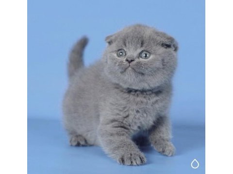 Kulaksız gri scottish fold shorthair