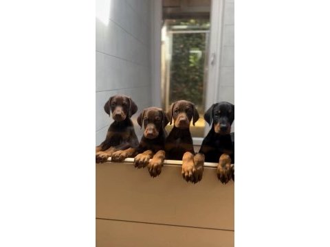 Safkan dev king europe doberman yavruları hazır