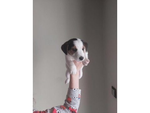 Jack russell yavruları