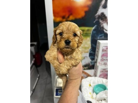 Oyuncak gibi poodle bebeklerimiz