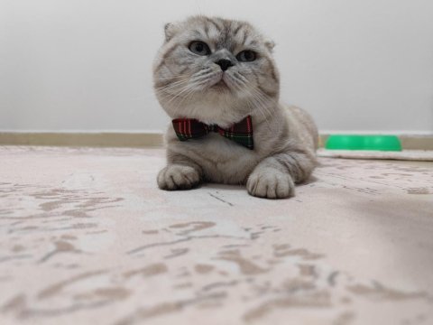 Ayı surat 14 aylık scottish fold