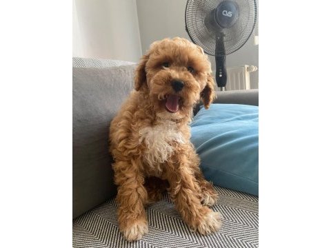 Maltipoo bebeklerimiz