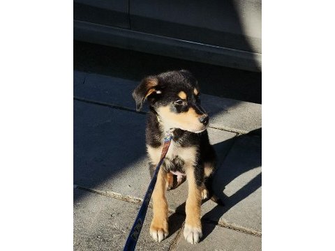 4 aylık rottweiler