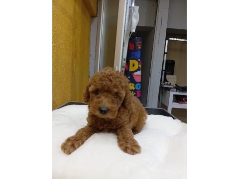 Poodle ve maltipoo yavrularımız yeni yuvasını arıyor