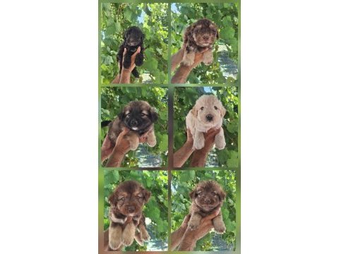 Renkli terrier malta bebekler mevcut