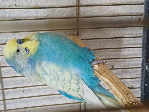 Damızlık jumbo erkek ve dişiler show jumbo erkek muhabbetler