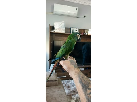 5 aylık bebek cüce macaw