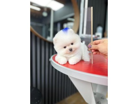 Irk garantili pomeranian bebekler