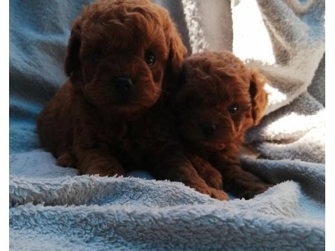 Teddy face poodle