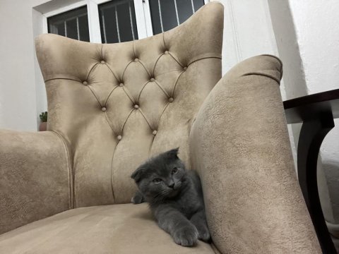 Sevimli kız scottish fold