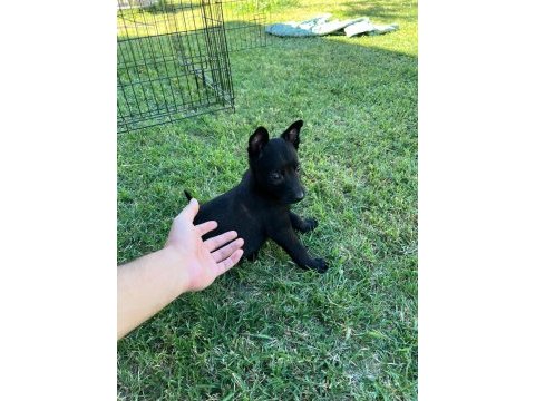 Safkan malinois yavrularımız