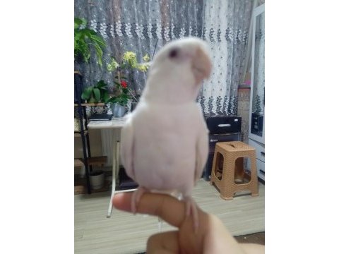Albino beyaz sultan papağanı