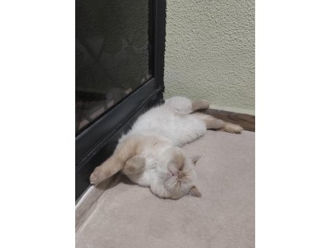 Dişi exotic shorthair kedisi