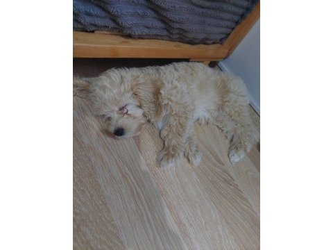 2.5 aylık aşıları tamam dişi maltipoo