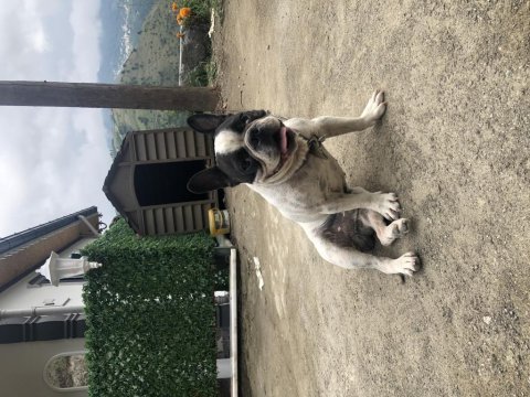 French bulldog köpeğimiz