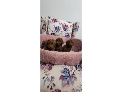 Kore toy poodle teacup