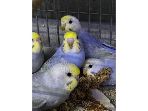 Rainbow muhabbet kuşu yeni yeme düşmüş yavrular