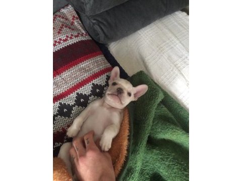 2.5 aylık erkek french bulldog