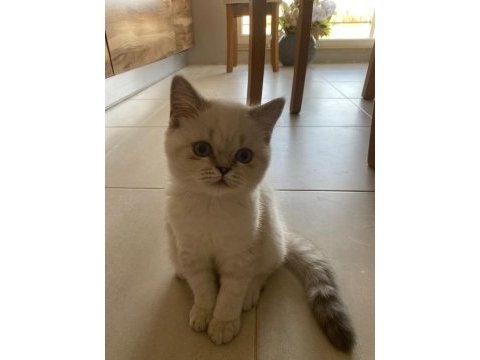 3 aylık 1 erkek 1 dışı silver point british longhair
