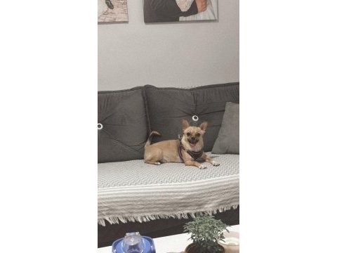 Chihuahua dişi