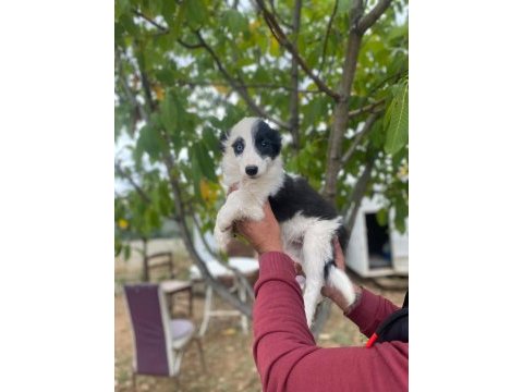 Yasal ruhsatlı çiftlikden border collie yavrular