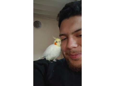 Konuşan sultan papağanı 2 yaşında