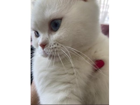 45 günlük maviş gözlü british shorthair