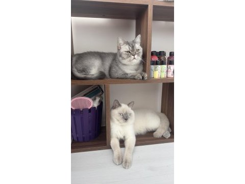 British longhair kedisi