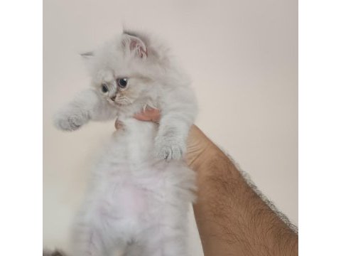 A kalite british longhair mavi göz yavrular