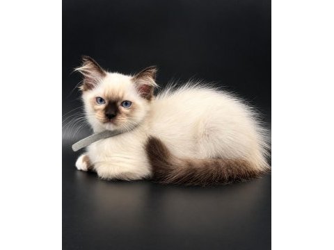 Safkan ragdoll bebekler