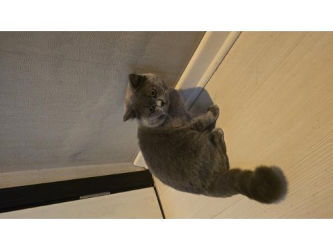 8 aylık erkek british shorthair